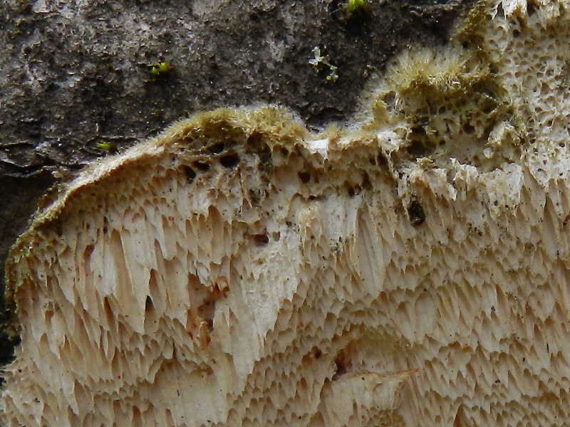 Su salice (Trametes trogii)